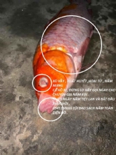 Cá chép KOI bị nằm đáy chết lác đác cả hồ